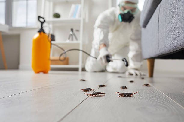 Commercial Kitchen Cockroach Control in Cedar Hill